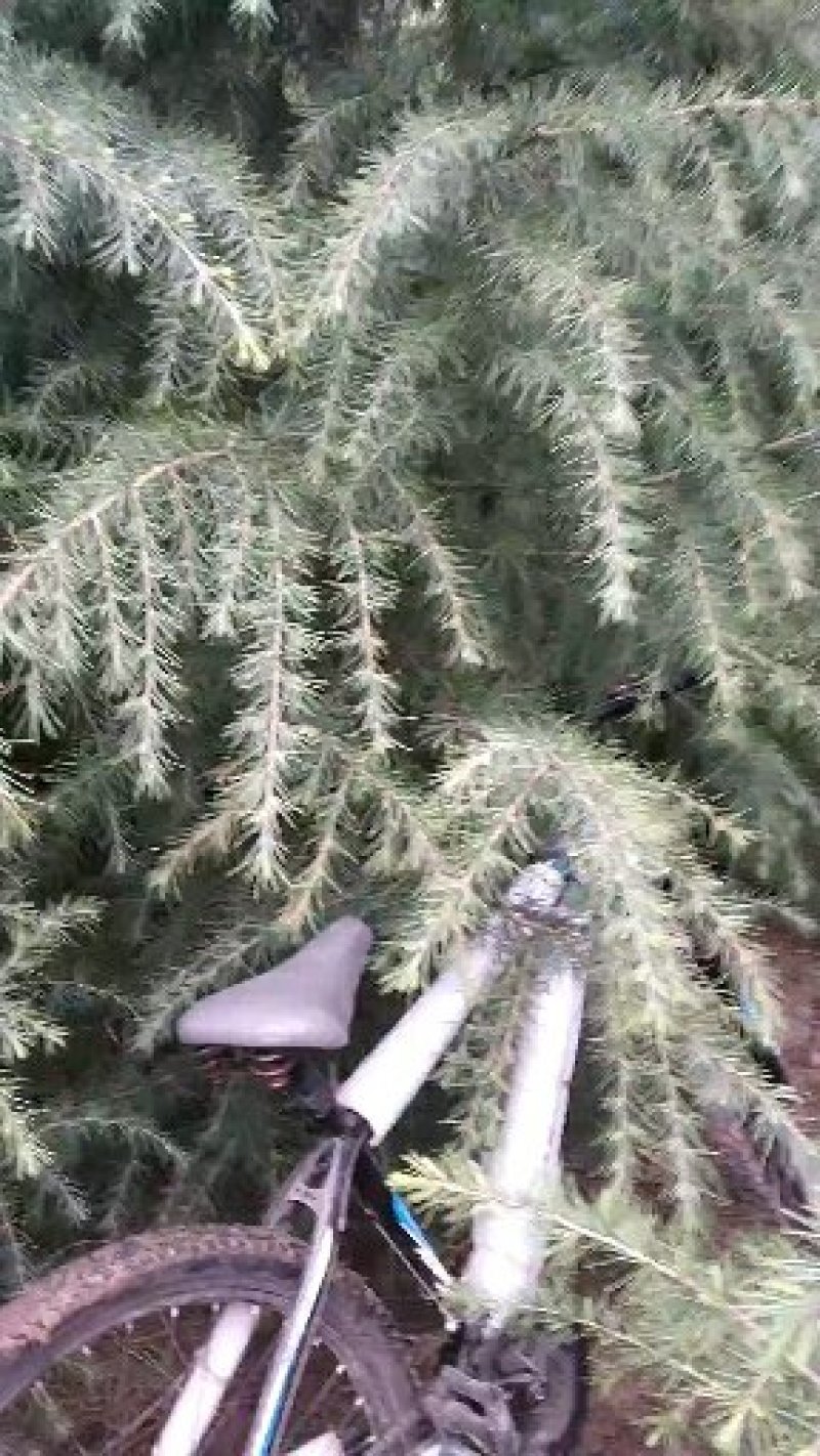自己家种的雪松，着急出售，树形好，价格低。