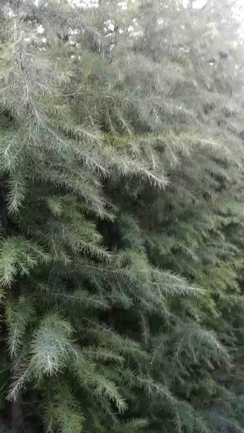 自己家种的雪松，着急出售，树形好，价格低。