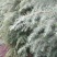 自己家种的雪松，着急出售，树形好，价格低。