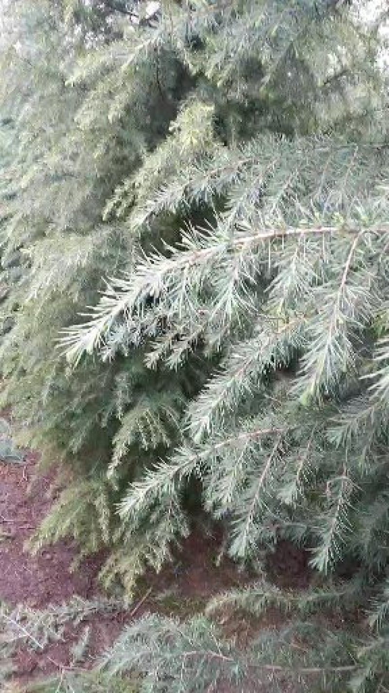 自己家种的雪松，着急出售，树形好，价格低。