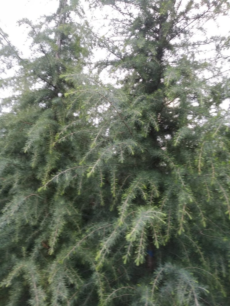 自己家种的雪松，着急出售，树形好，价格低。