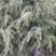 自己家种的雪松，着急出售，树形好，价格低。