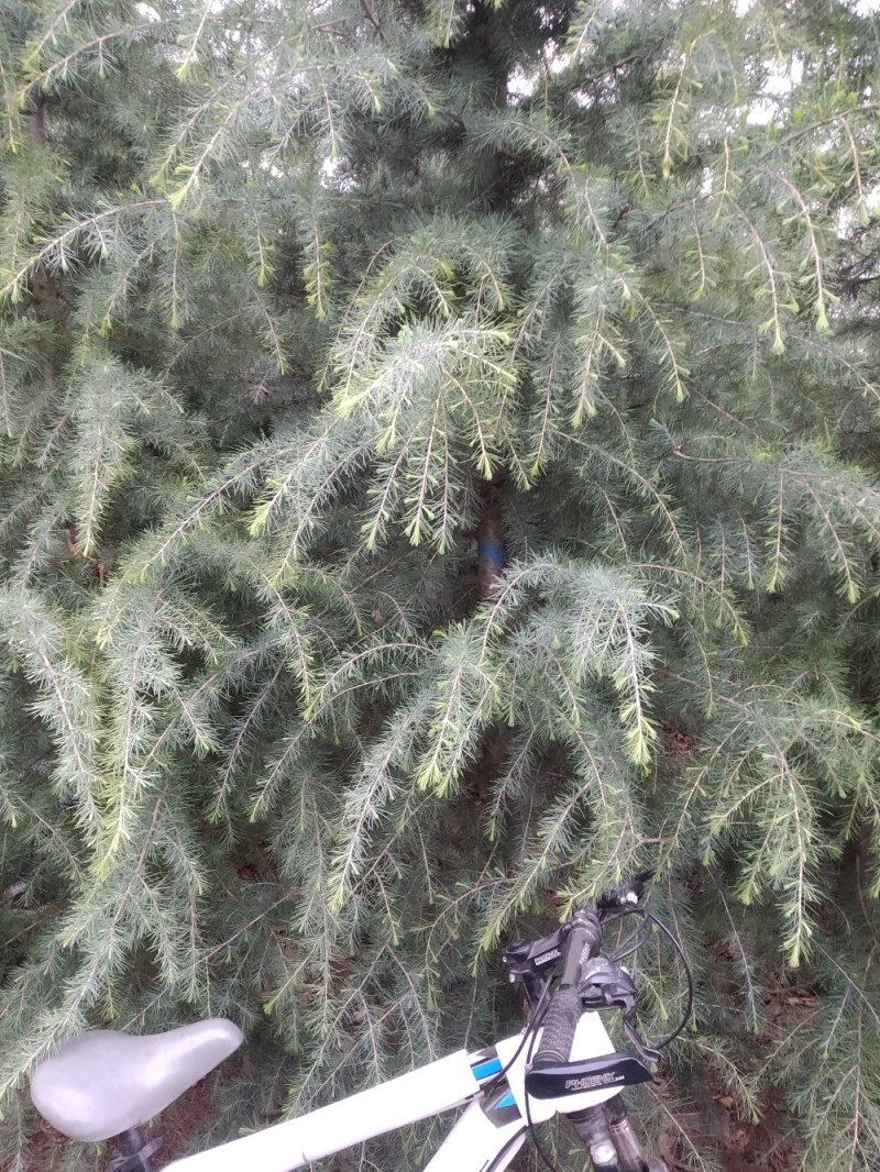 自己家种的雪松，着急出售，树形好，价格低。
