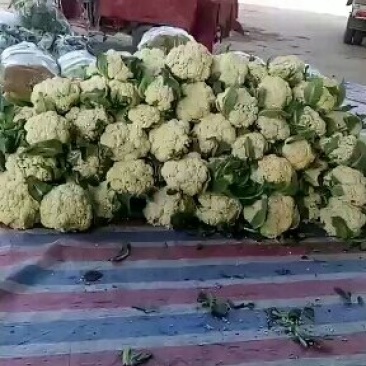 松花大批量上市需要的请联系我