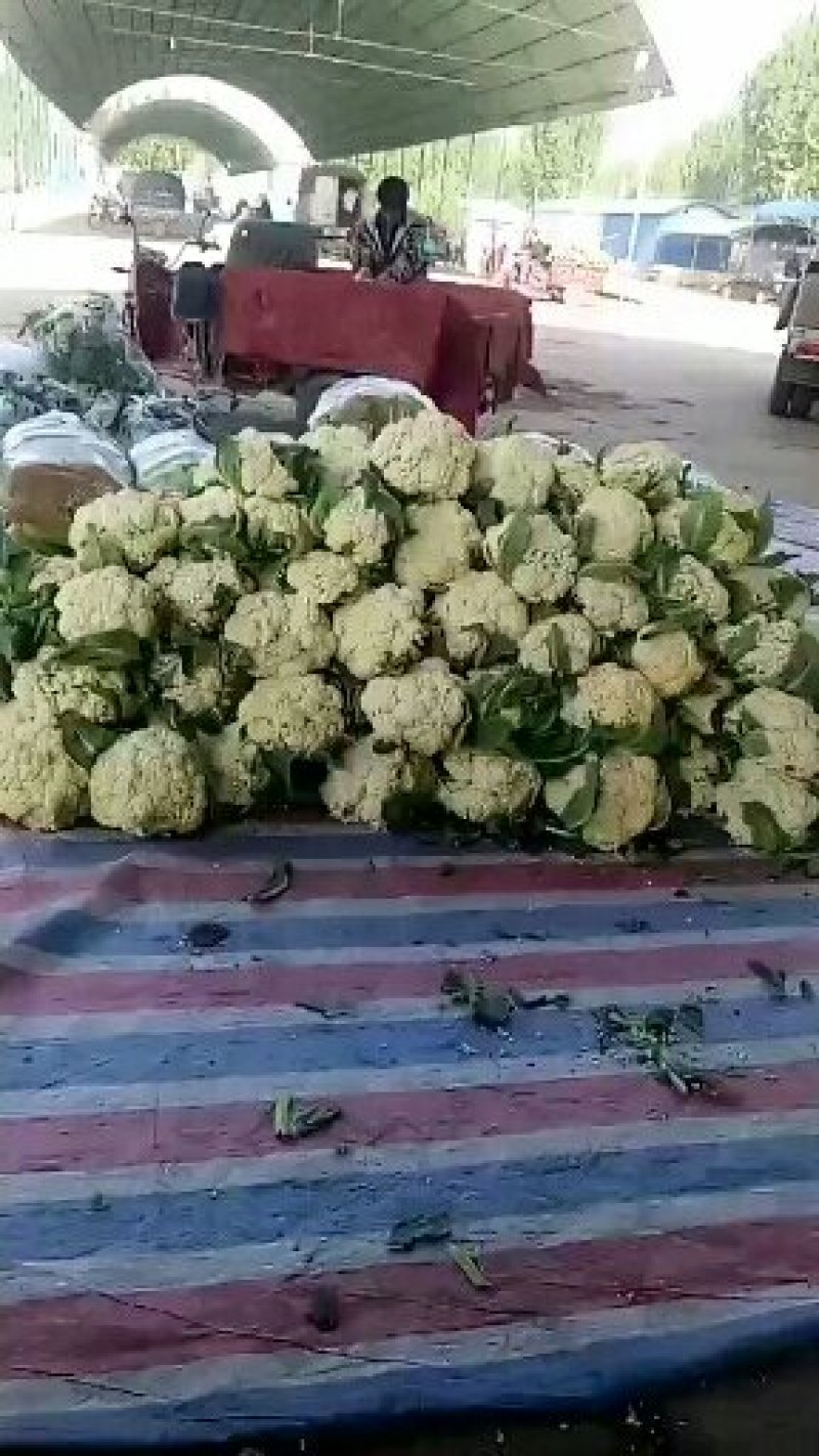 松花大批量上市需要的请联系我