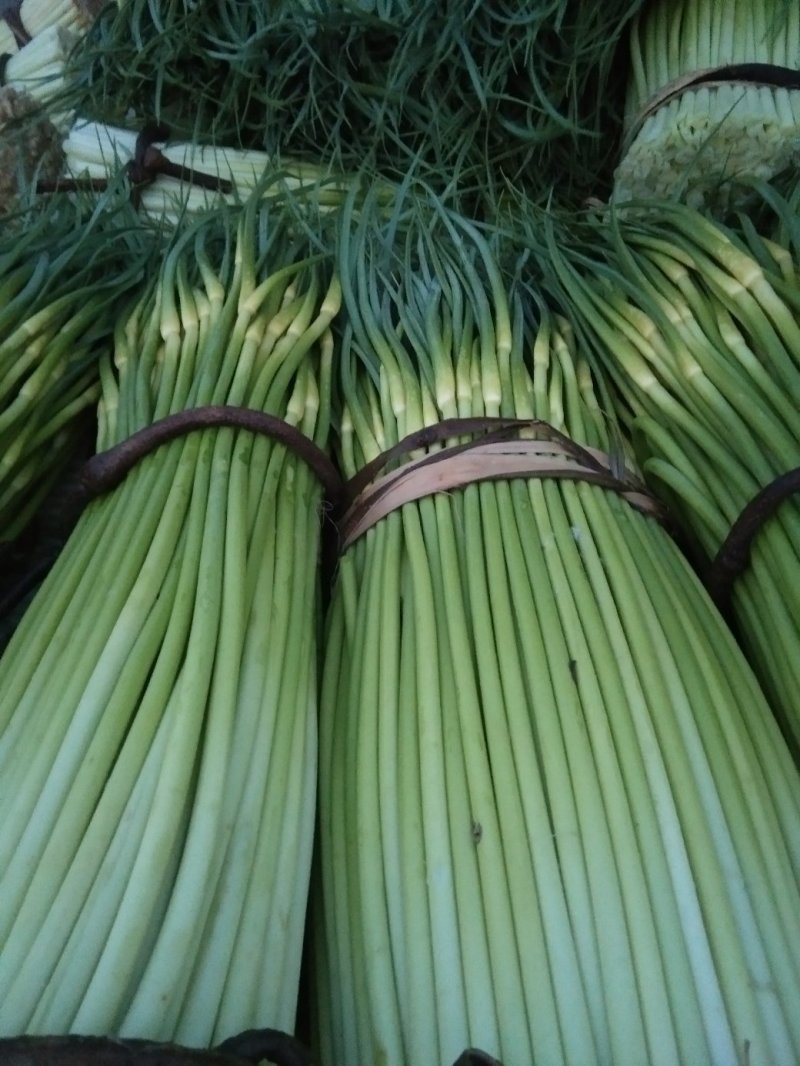 蒜薹