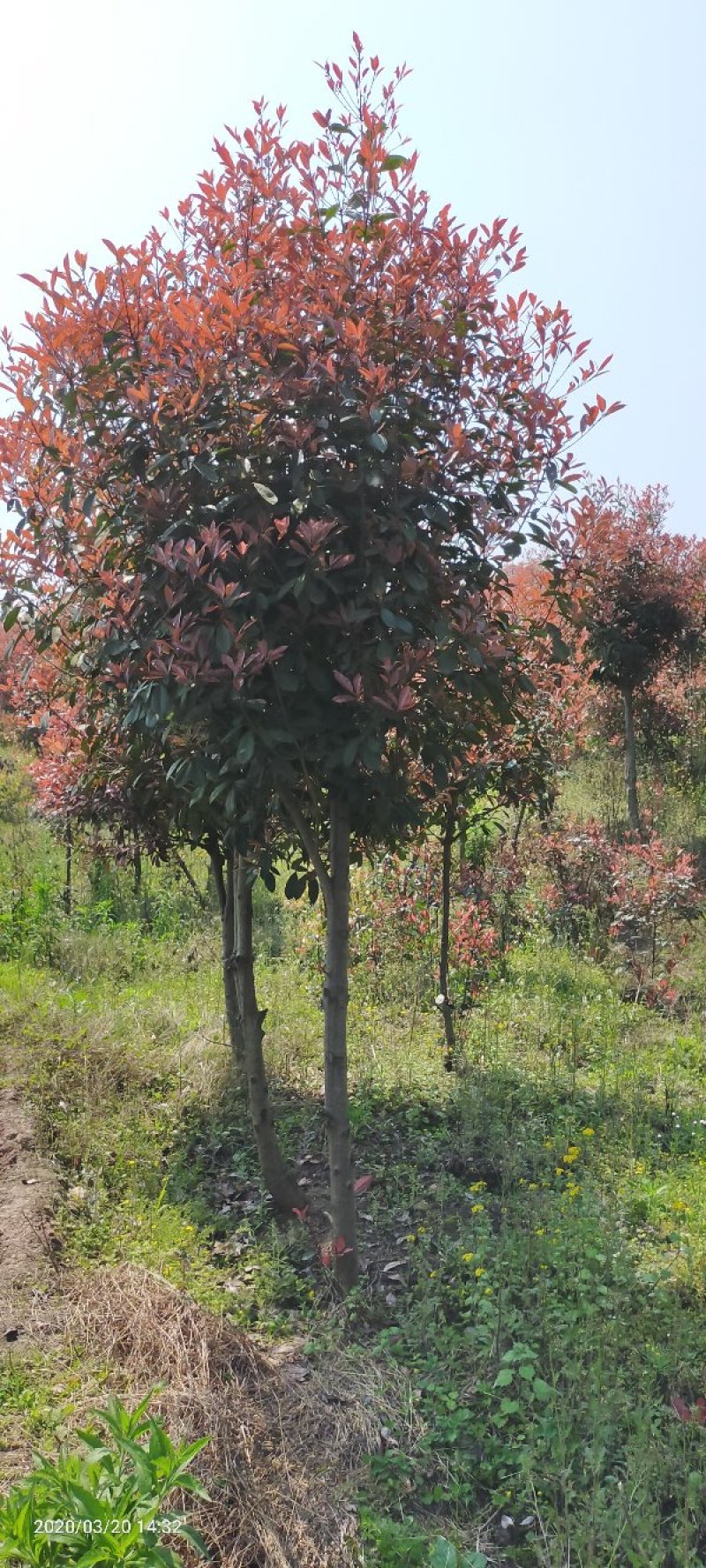 红叶石楠1公分