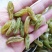 新疆特产吐鲁番特大号绿无核葡萄干贵妃葡萄干