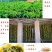 新疆特产吐鲁番特大号绿无核葡萄干贵妃葡萄干