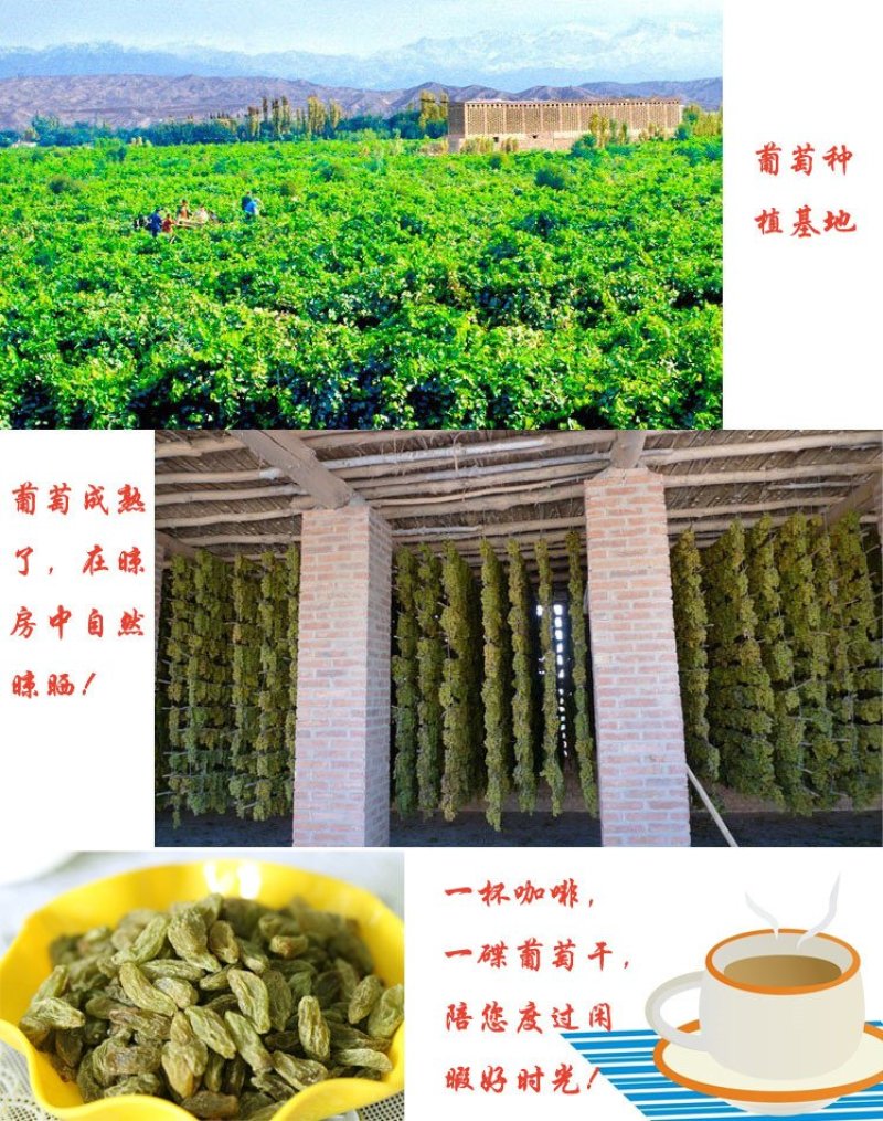 新疆特产吐鲁番特大号绿无核葡萄干贵妃葡萄干