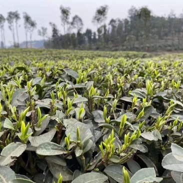 茶叶诚信合作质量保障一手货源基地直发可视频看货欢迎联系