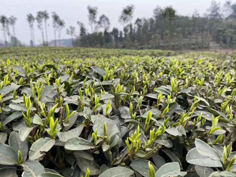 茶叶诚信合作质量保障一手货源基地直发可视频看货欢迎联系