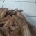 云南澜沧野生葛根片_自然晒干