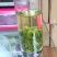 清明茶
