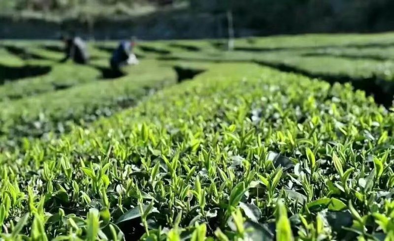 清明茶