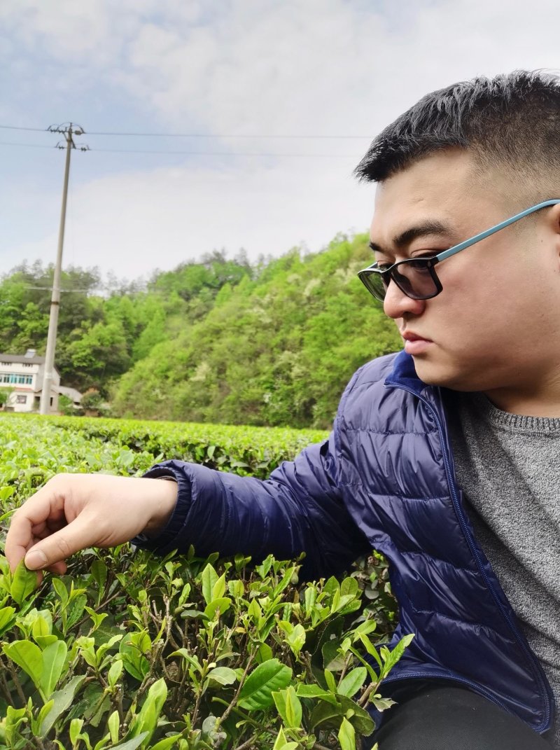 清明茶