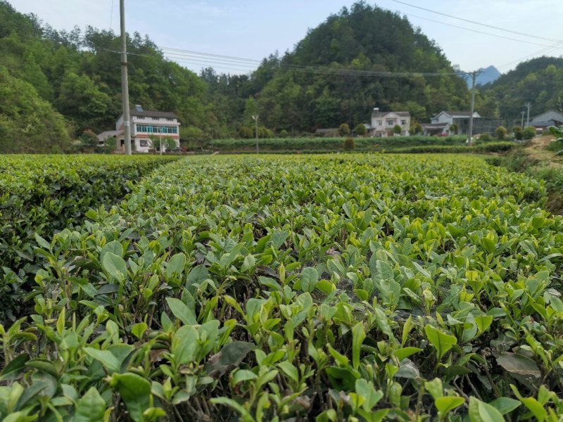 清明茶