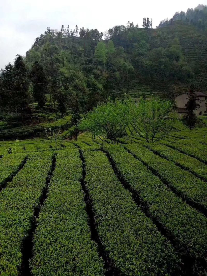 清明茶