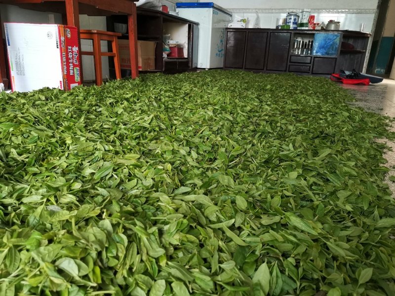 清明茶