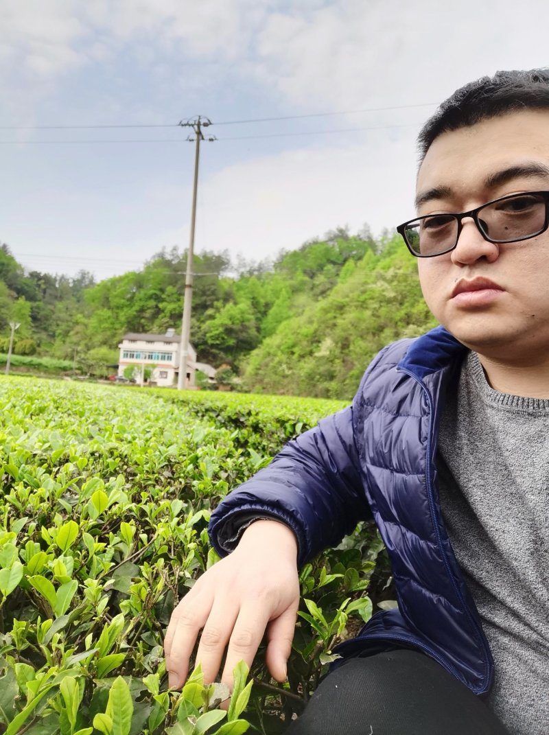 清明茶