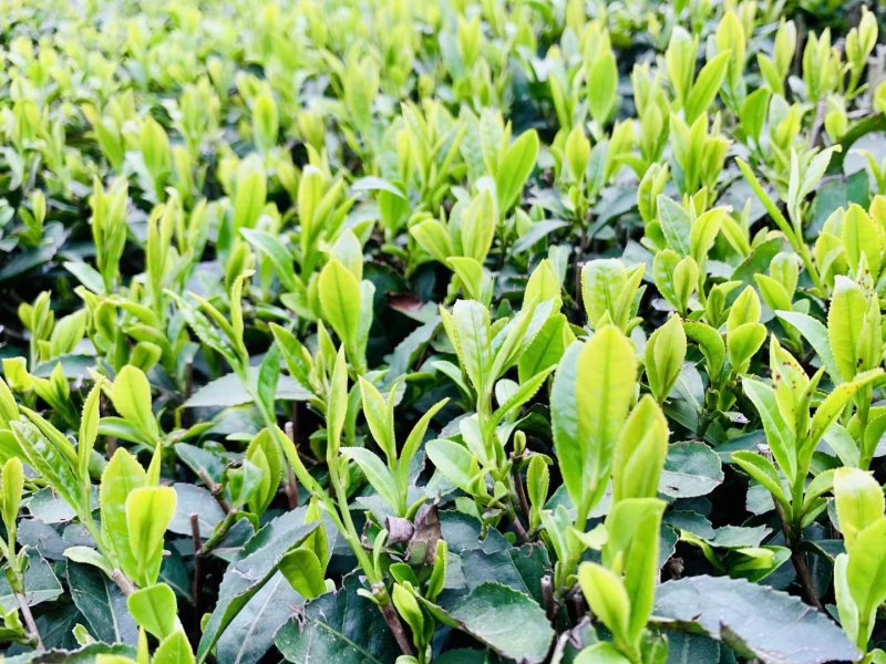 清明茶