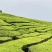 清明茶