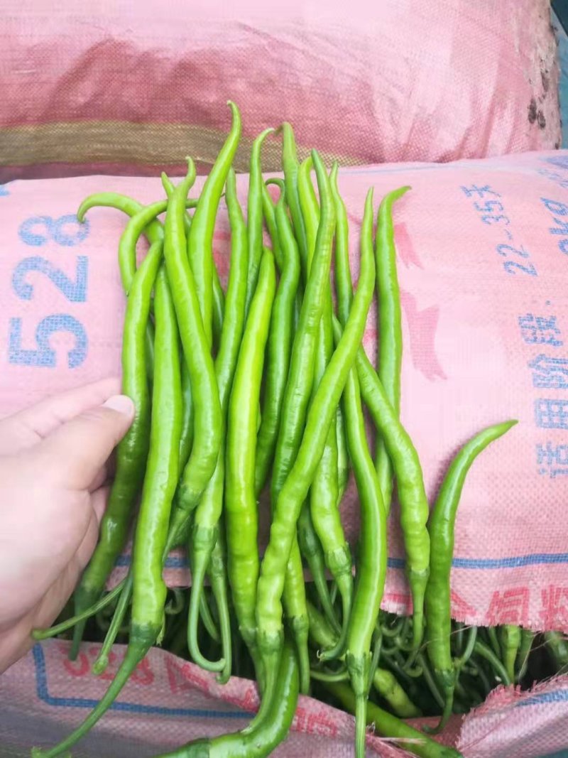 黄线椒大量上市.线椒.3号椒.8号椒.二荆条