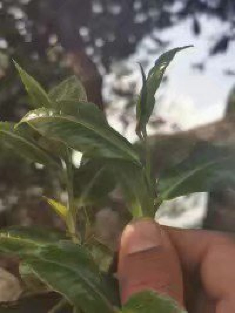 古生态小锅茶普洱老树茶，清香甘甜，回甘好