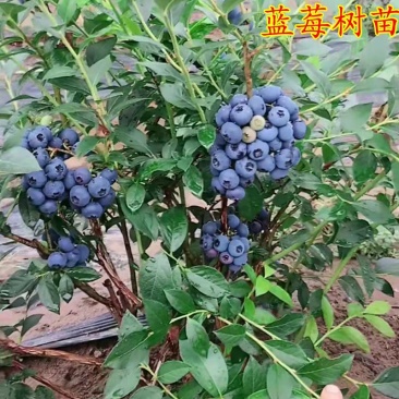 蓝莓苗【放心苗】基地直销蓝莓1到5年苗优质