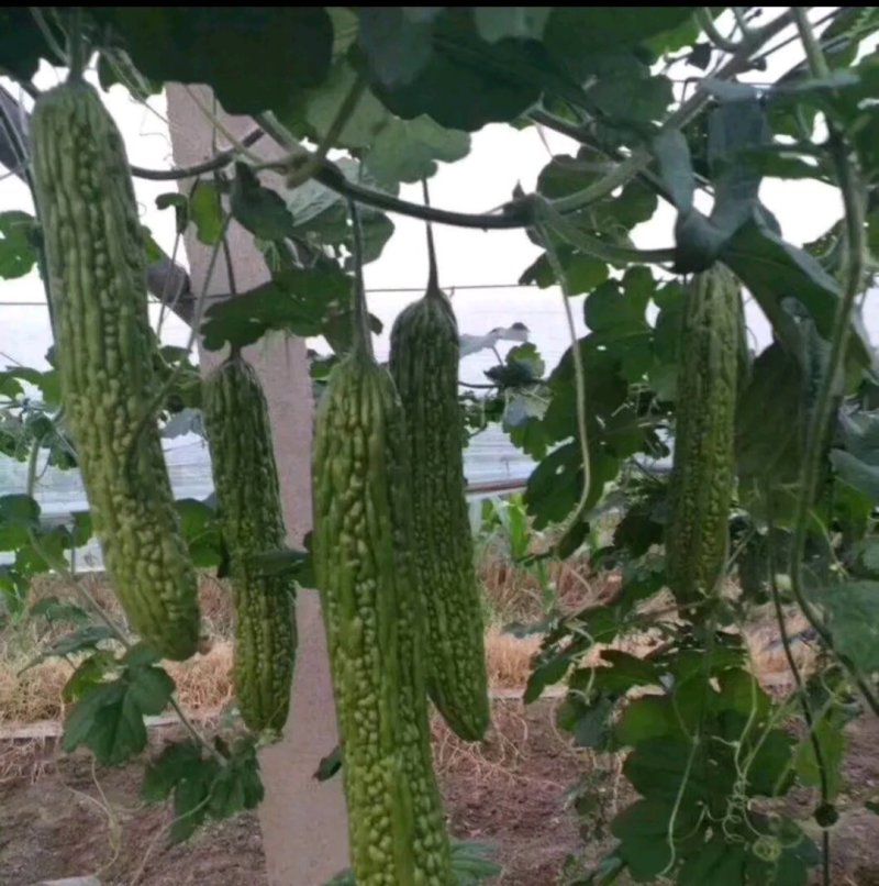 （精选苗）苦瓜苗青苦瓜苗，条形顺直，抗病能力强