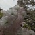 松月樱名樱名贵品种日本樱花好看到**的花