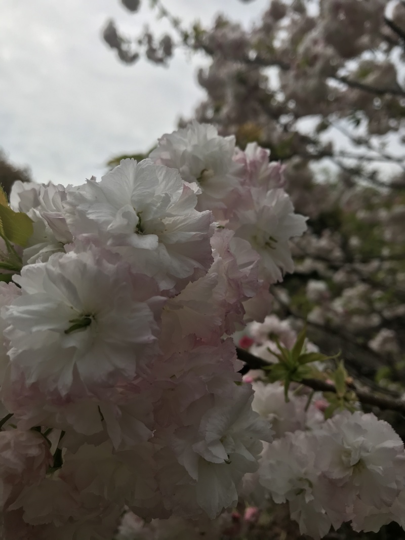 松月樱名樱名贵品种日本樱花好看到**的花