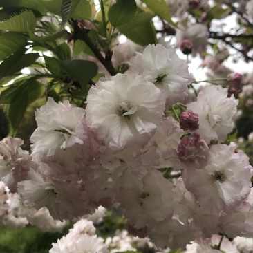 松月樱名樱名贵品种日本樱花好看到**的花