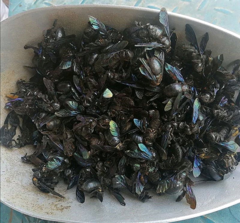 竹蜂.道地药材，质优价实，品质保证，药典标准一公斤起批