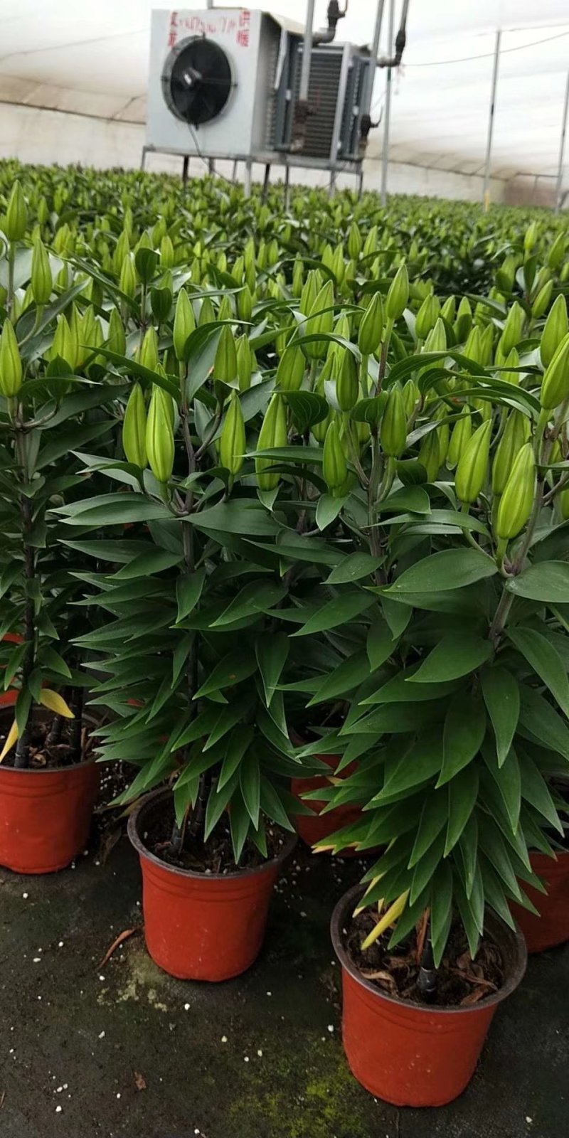 百合花盆栽基地直发