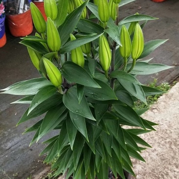 百合花盆栽基地直发