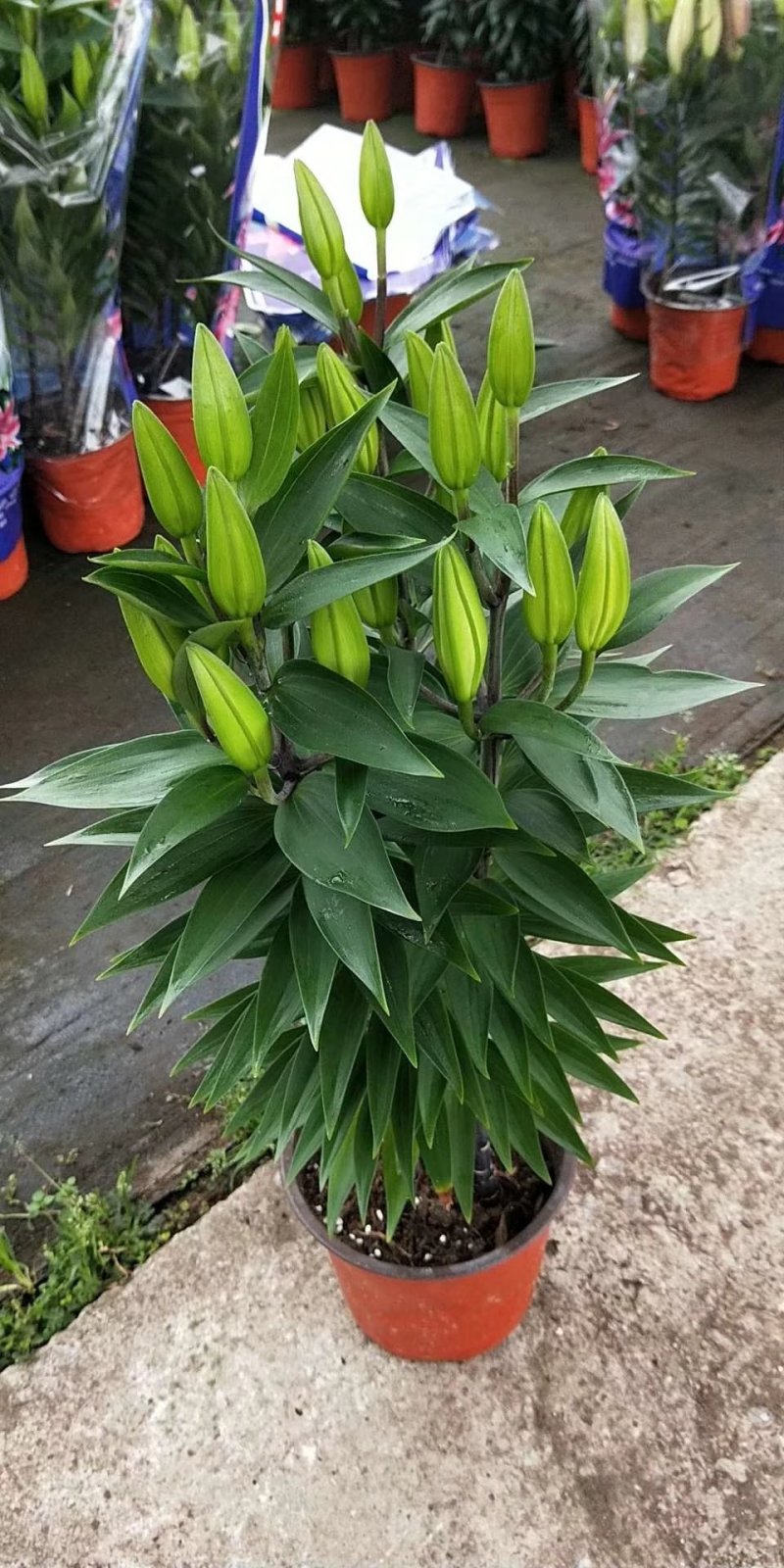 百合花盆栽基地直发