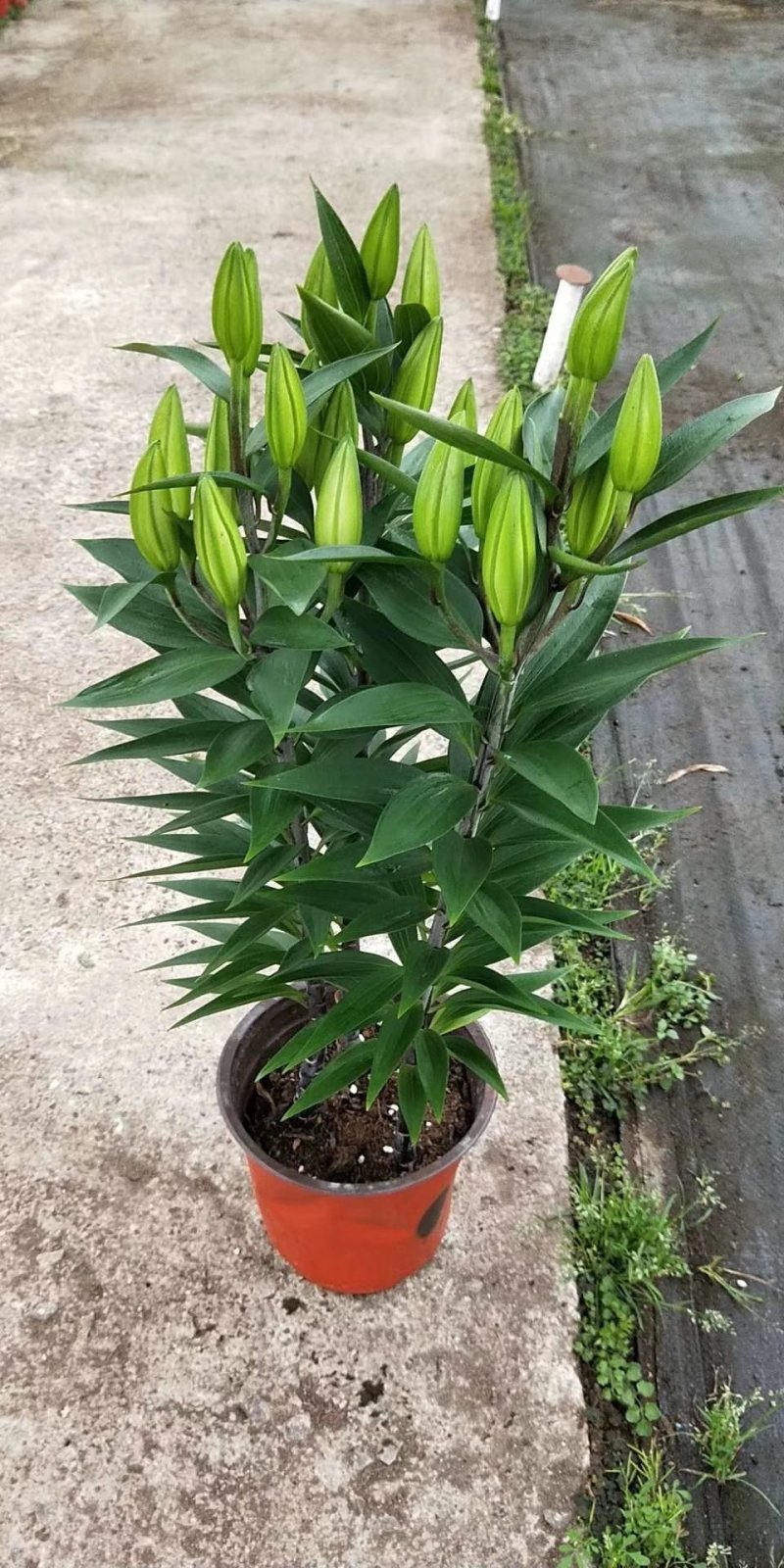 百合花盆栽基地直发