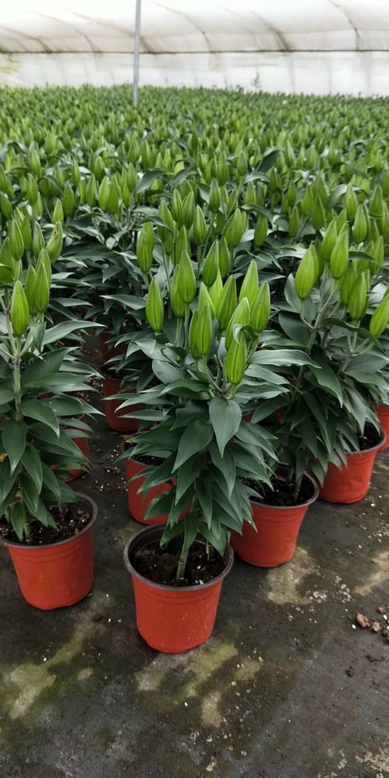 百合花盆栽基地直发