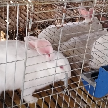 供应伊普吕肉兔，优质商品兔，肉质鲜嫩出肉率高
