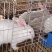 供应伊普吕肉兔，优质商品兔，肉质鲜嫩出肉率高