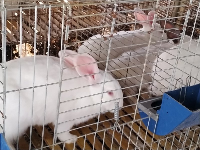 供应伊普吕肉兔，优质商品兔，肉质鲜嫩出肉率高