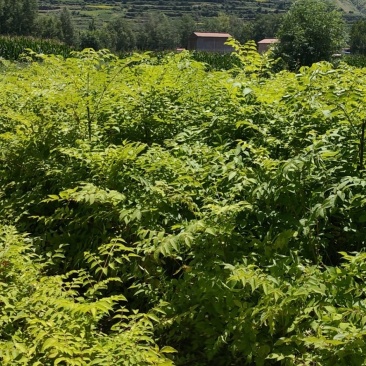 甘肃乌龙头苗木