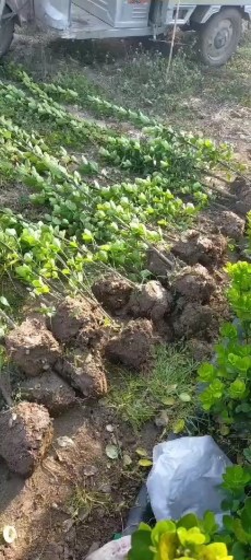 北海道黄杨苗北海道黄杨北海道黄杨小苗北海道黄杨床苗