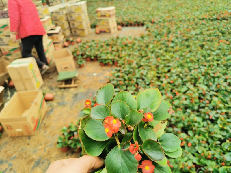 四季海棠，杯苗，双色盆，红叶红花，绿叶红花