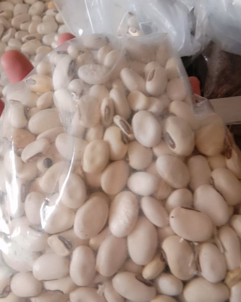 白刀豆，常年批发供应白刀豆中药材