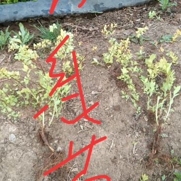 地被绿篱，锦带，连翘，绣线菊