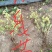 地被绿篱，锦带，连翘，绣线菊
