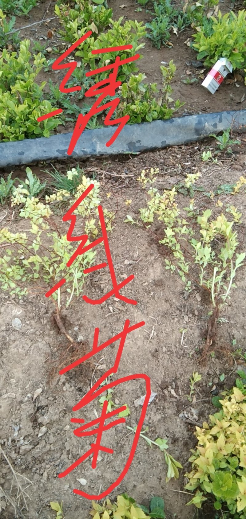 地被绿篱，锦带，连翘，绣线菊