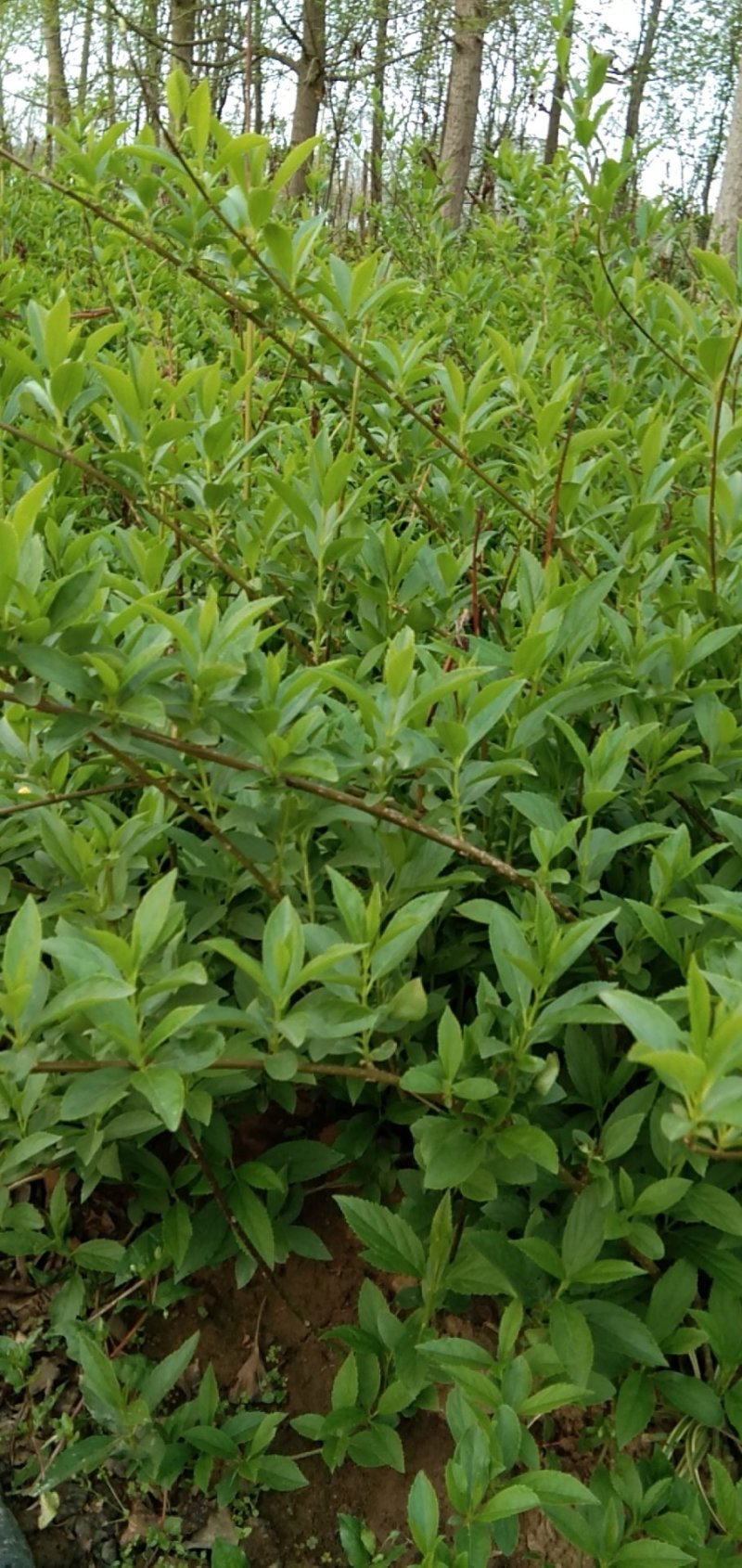 地被绿篱，锦带，连翘，绣线菊